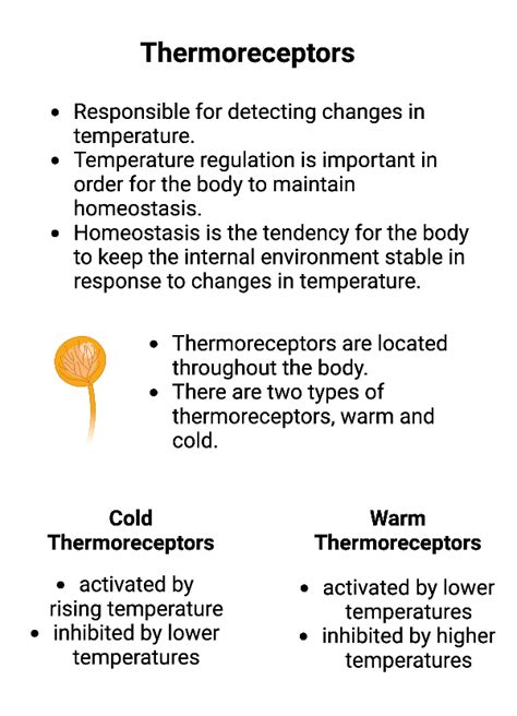 Determining Sensory Receptor Function from Analyzing Models Practice ...