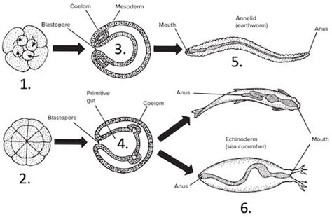 Blastopore formation Diagram | Quizlet