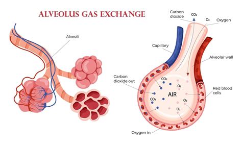 Alveoli oxygen and carbon dioxide exchange in lungs 16386854 Vector Art ...