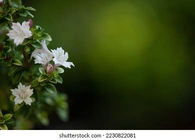 Chinese Ligustrum Ligustrum Sinense Flowers On Stock Photo 2230822081 ...