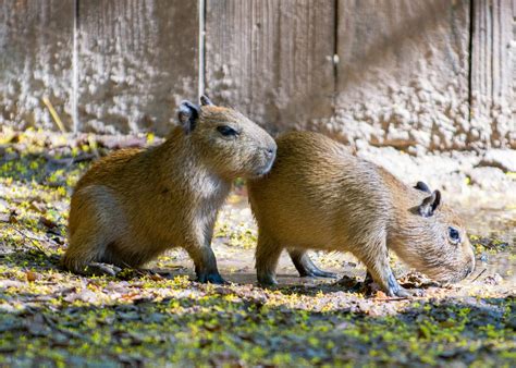 Twin capybaras born at the Houston Zoo