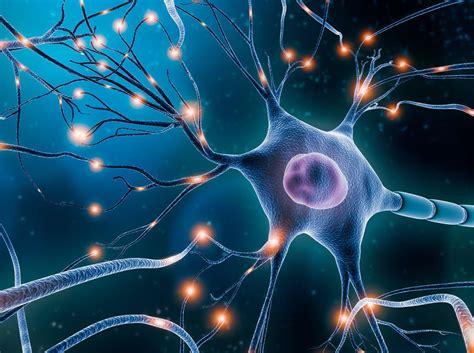 Neurons And Synapses In The Brain