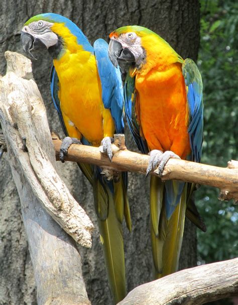 Macaws Free Stock Photo - Public Domain Pictures