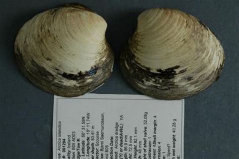 Clam confirmed as the world's oldest creature at 507 - but scientists ...