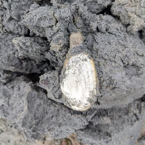 Sound View Camp - Family Campground / Outdoor Environmental Education - Phylum Mollusca