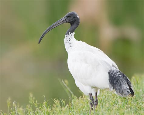 zoology - Bird species ID in the Northern Territory, Australia ...