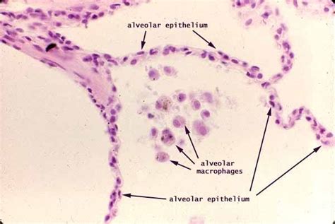 anatomyforme: Anatomy 302 Begins with Histology