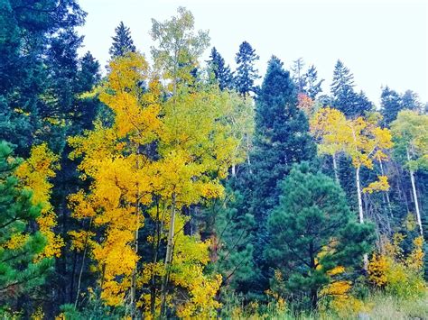 Fall Colors on Mt Taylor | Cibola National Forest and Nation… | Flickr