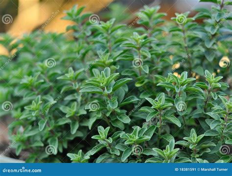 Oregano Plant stock image. Image of growing, natural - 18381591