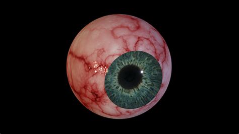 Eyeball - Photorealistic - Download Free 3D model by TrentPierce ...