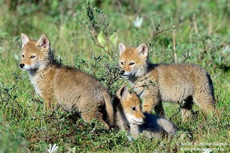 Predator Pups - Photographing Playful Coyotes - Photo Journeys