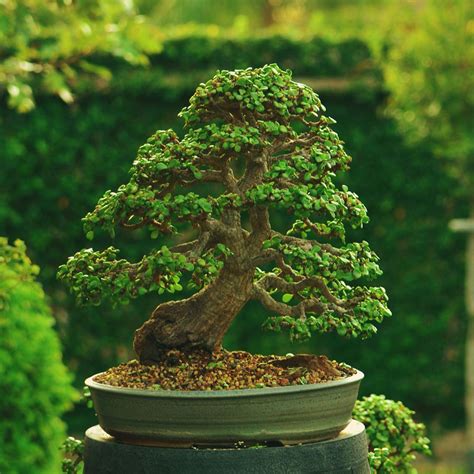 Jade Bonsai | Bonsai Tree Canada | BonsaiStore.co