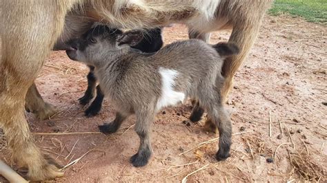 Baby goats nursing - YouTube