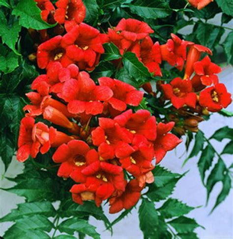 Rare Dark Red Hummingbird Trumpet Vine! HARDY! 20 seeds! HummingBirds ...