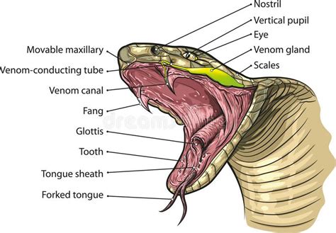 Snake mouth. Vector illustration of snake mouth anatomy , #ad, #Vector ...