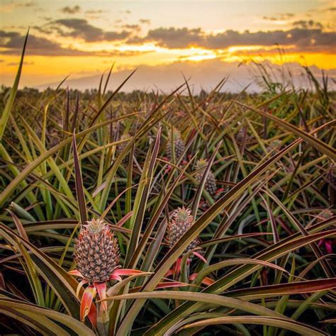 Maui Pineapple Tour | Top Things to do on Maui