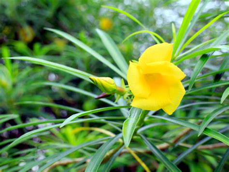 Yellow Oleander - Care, Growing, Watering, Flowering, Propagation - Plant Index