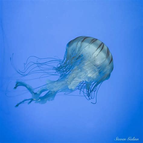 See Freshwater Jellyfish ~ Can They Sting You?