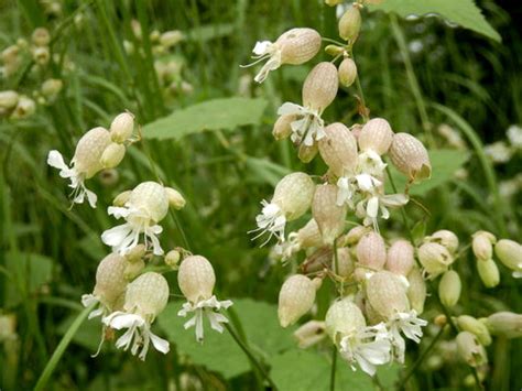 RP Seeds : Silene vulgaris (Bladder Campion) 50 seeds £2.35