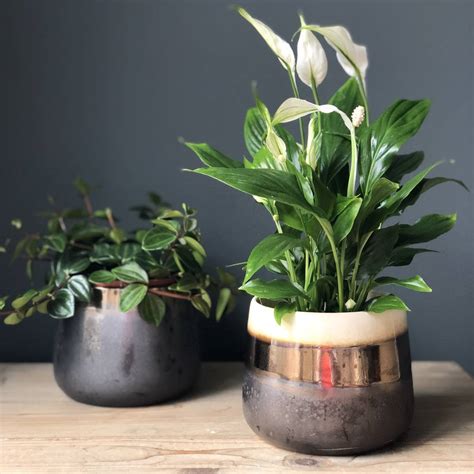 bronze shaded ceramic indoor plant pot by lime lace | notonthehighstreet.com