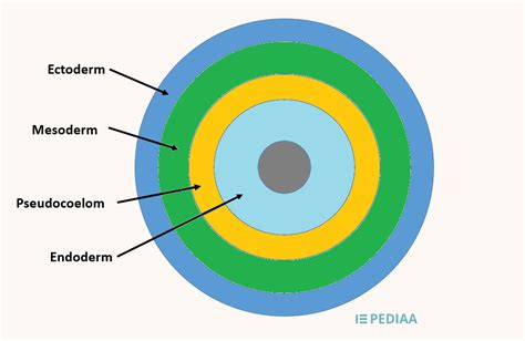 Difference Between Coelomate and Pseudocoelomate | Definition, Characteristics, Examples