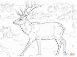 elk  Clip Art Library sketch template