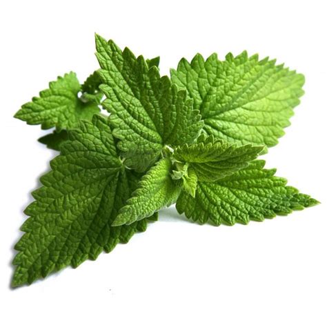 Corn Mint Essential Oil Organic - Mentha Arvensis Cornmint