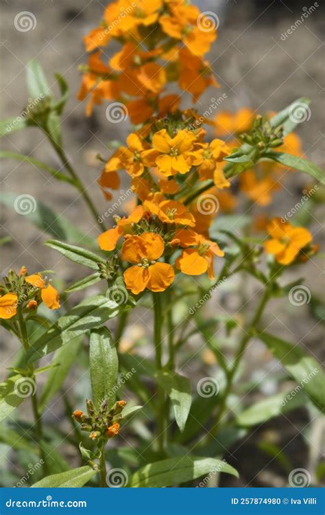 Siberian Wallflower stock photo. Image of wallflower - 257874980