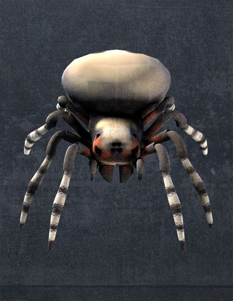 Barn Spider 4 by NikkelahGhaz on DeviantArt