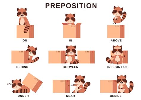 Premium Vector | Preposition of place illustration with cute raccoon and box. cartoon set isolated