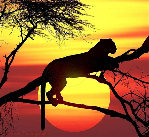 PROTECT ALL WILDLIFE on Twitter | Silhouette painting, Silhouette art, Animal silhouette