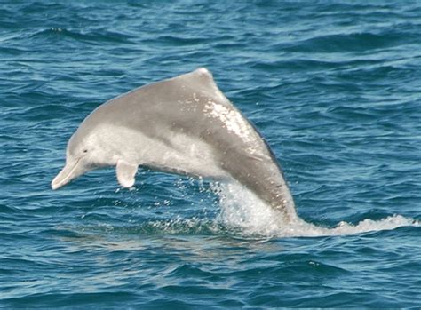 Atlantic Humpback Dolphin – "OCEAN TREASURES" Memorial Library