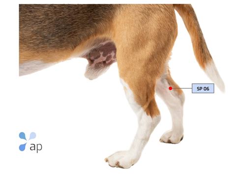 Acupuncture Points in Dogs - Spleen Meridian - Atlantic Points