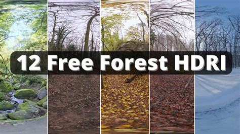 Add Realism To Your Renders With These 12 Free Forest HDRI - 3DHEVEN