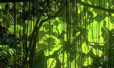 The Tarzan Jungle Vines Photograph by Doug Davidson | Pixels