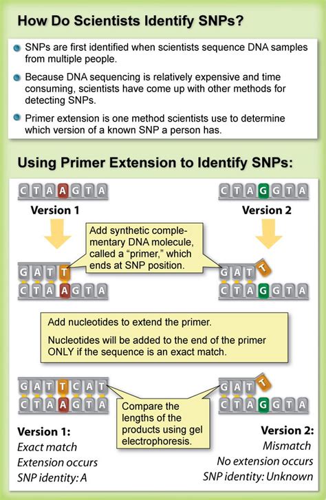 Making SNPs Make Sense