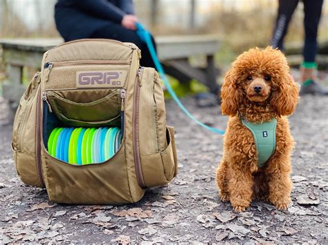 5 Best Curly-Haired Dog Breeds: The Most Beautiful Curly Dogs