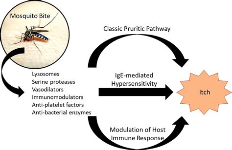 Frontiers | Update on mosquito bite reaction: Itch and hypersensitivity, pathophysiology ...