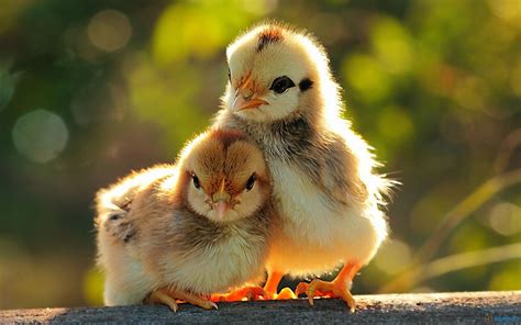 Baby Chickens Wallpaper - WallpaperSafari