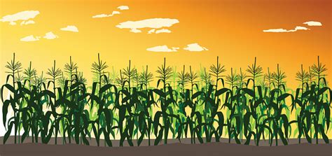 Ilustración de Cornfield y más Vectores Libres de Derechos de ...