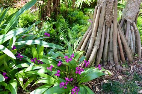 Florida Botanical Gardens - Largo, FL - My Cornacopia