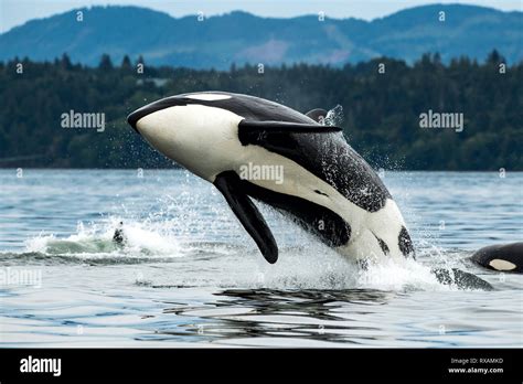 Orca jumping sea hi-res stock photography and images - Alamy