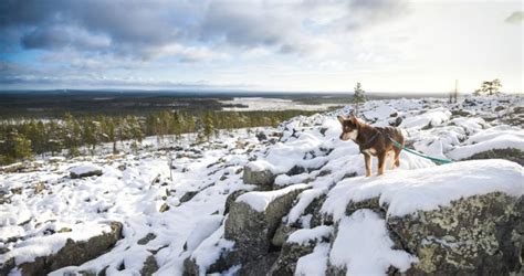 Winter wonderland – FINLAND, NATURALLY