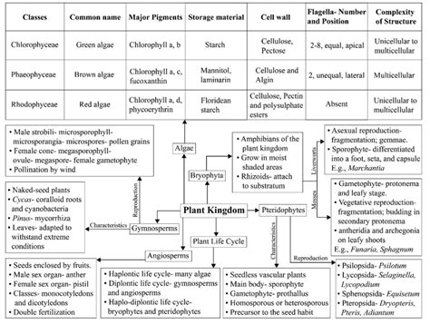 Plant Kingdom Classification