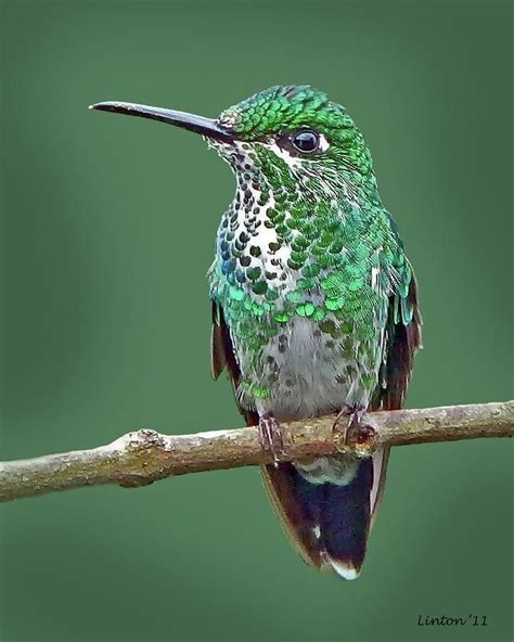 Pin on Colibri - Hummingbird