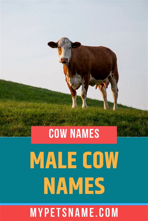 Male Cow Names | Cow names, Cow, Pet names