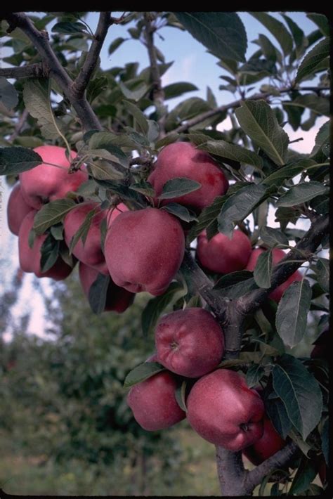 Arkansas Black Apple Tree - Ison's Nursery & Vineyard