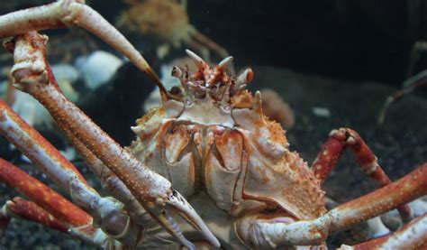 Japanese Spider Crabs - Facts, Information & Pictures