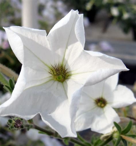 Favorite White Flowers - Fine Gardening