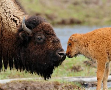 Listen to your Daddy | Baby bison, Animals, American bison